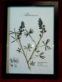 /products/altramuz-4/